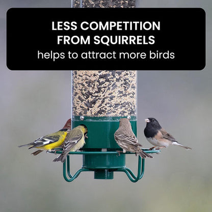 Squirrel Buster Plus Squirrel-proof Bird Feeder